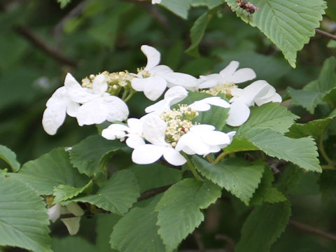 Viburnum plicatum var. tomentosum