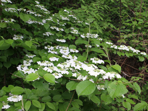 Viburnum plicatum var. tomentosum