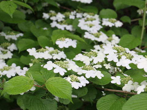 Viburnum plicatum var. tomentosum