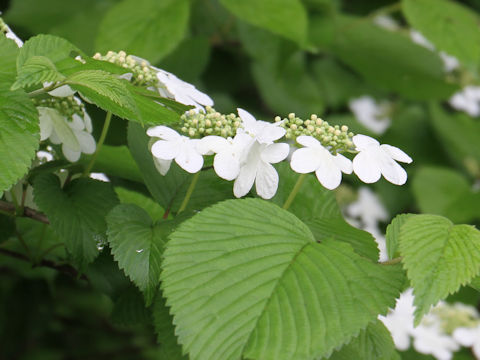 Viburnum plicatum var. tomentosum