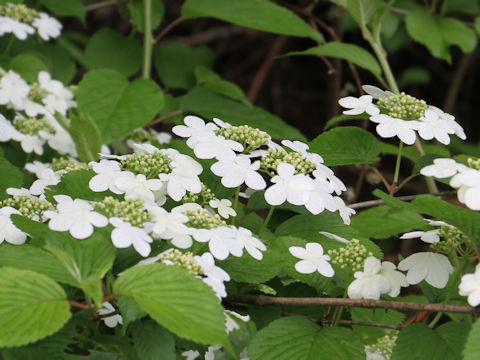 Viburnum plicatum var. tomentosum