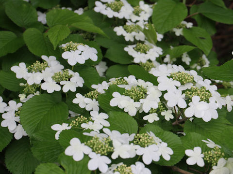 Viburnum plicatum var. tomentosum