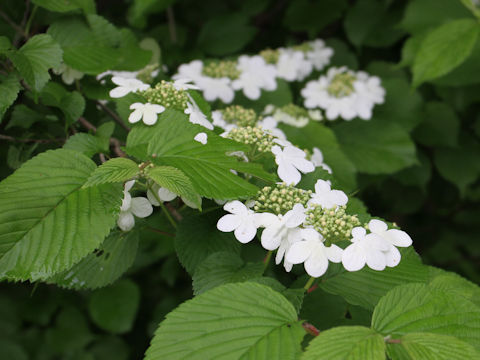 Viburnum plicatum var. tomentosum