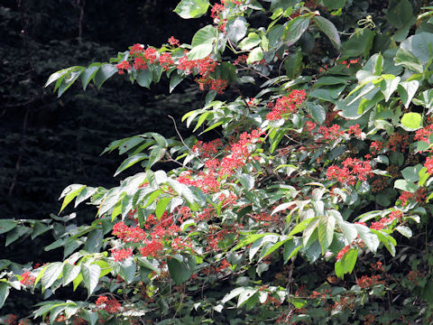 Viburnum plicatum var. tomentosum