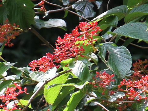 Viburnum plicatum var. tomentosum