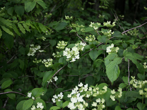 Viburnum plicatum var. tomentosum