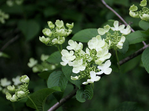 Viburnum plicatum var. tomentosum