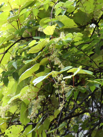 Vitis coignetiae