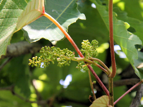 Vitis coignetiae