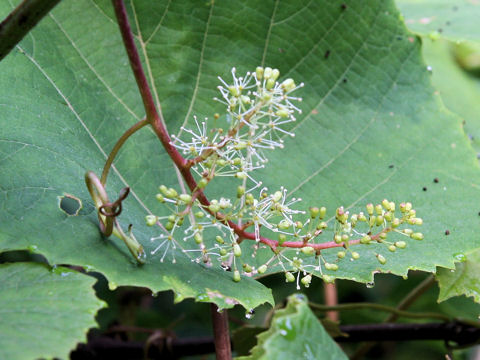 Vitis coignetiae