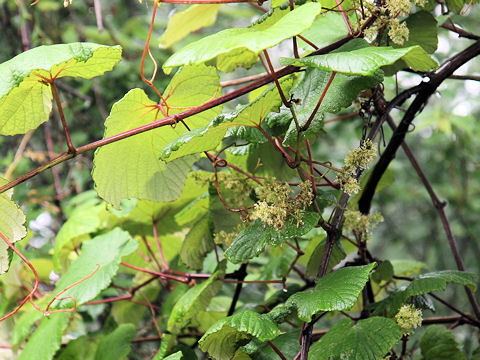 Vitis coignetiae