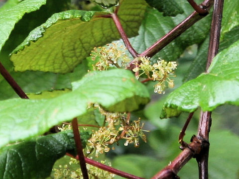 Vitis coignetiae