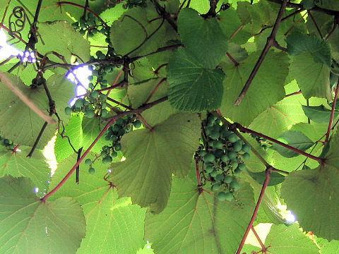 Vitis coignetiae