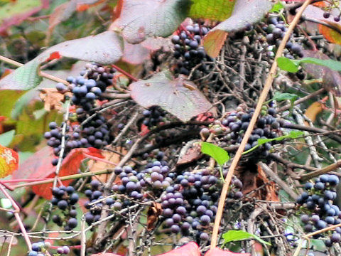 Vitis coignetiae