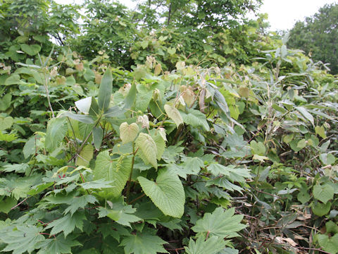 Vitis coignetiae