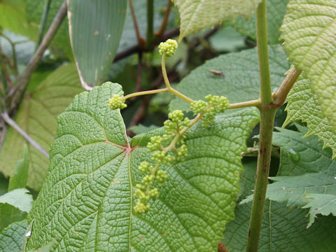 Vitis coignetiae