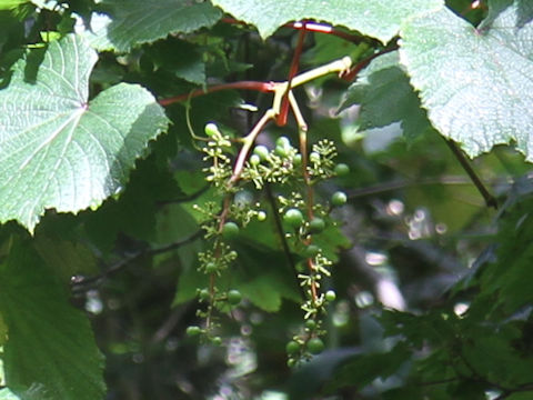 Vitis coignetiae