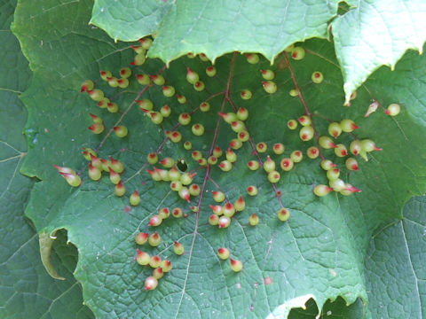 Vitis coignetiae