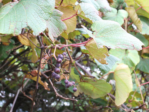 Vitis coignetiae