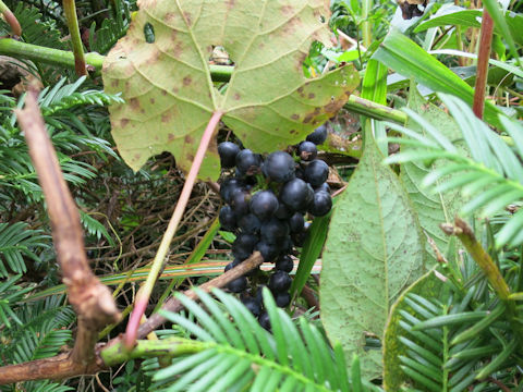 Vitis coignetiae