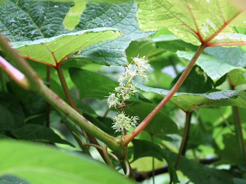 Vitis coignetiae