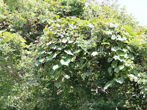 Vitis coignetiae