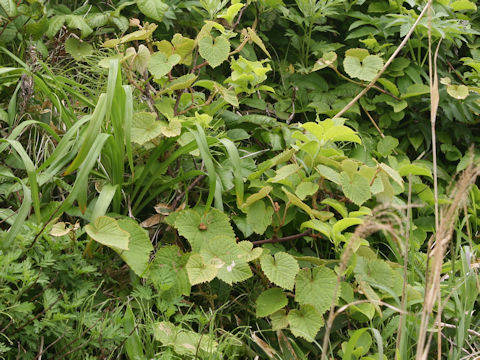 Vitis coignetiae