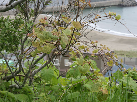 Vitis coignetiae