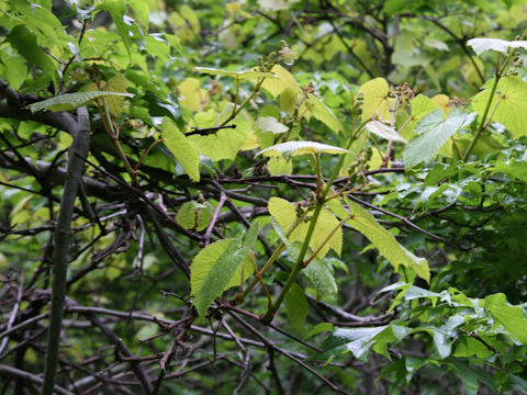 Vitis coignetiae