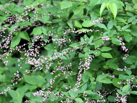 Desmodium podocarpum ssp. oxyphyllum var. mandshuricum