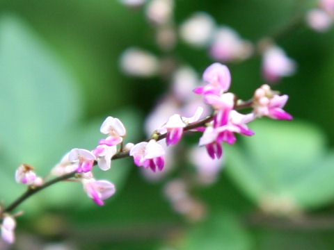 Desmodium podocarpum ssp. oxyphyllum var. mandshuricum