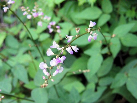 Desmodium podocarpum ssp. oxyphyllum var. mandshuricum