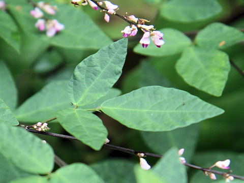 Desmodium podocarpum ssp. oxyphyllum var. mandshuricum