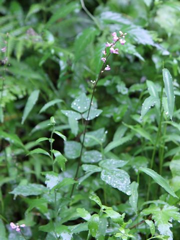 Desmodium podocarpum ssp. oxyphyllum var. mandshuricum