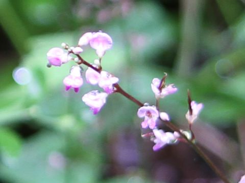 Desmodium podocarpum ssp. oxyphyllum var. mandshuricum