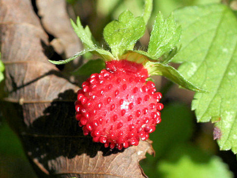 Duchesnea indica