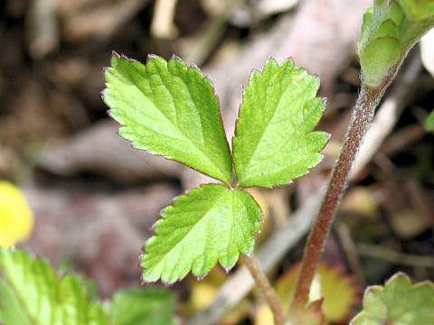 Duchesnea indica