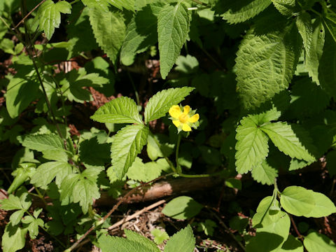 Duchesnea indica