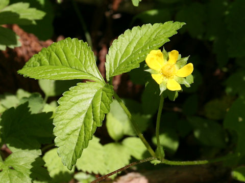 Duchesnea indica