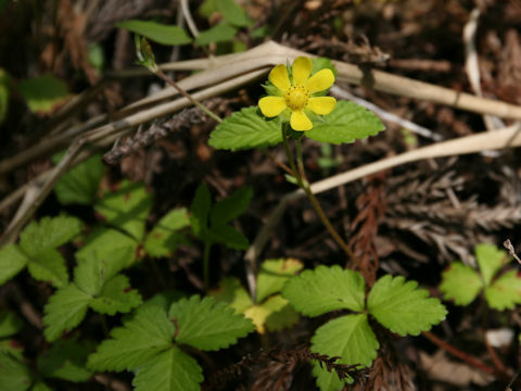 Duchesnea indica