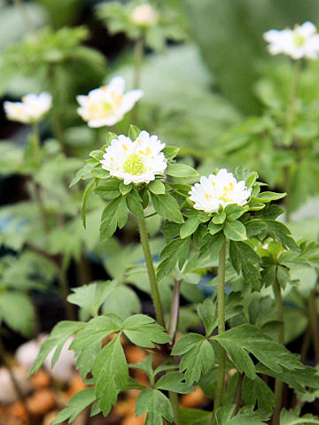 ヤブイチゲ Anemone Nemorosa