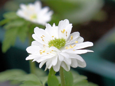 Anemone nemorosa