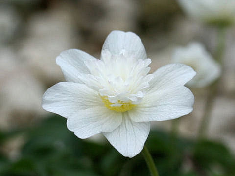 Anemone nemorosa