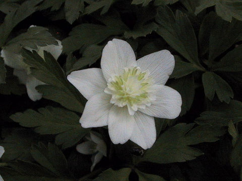 Anemone nemorosa