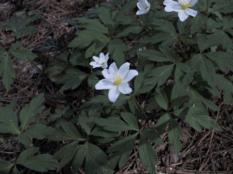 Anemone nemorosa