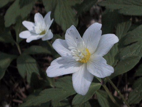 Anemone nemorosa