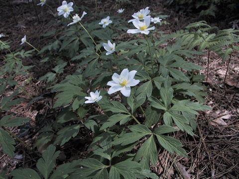 Anemone nemorosa