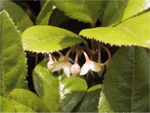 Ardisia japonica