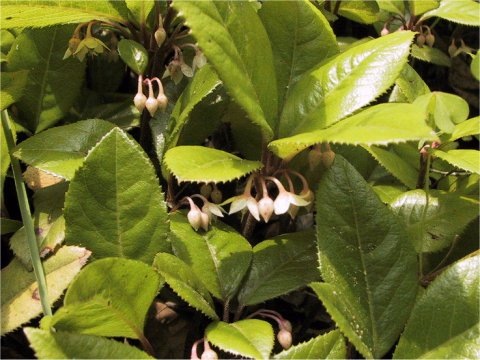 Ardisia japonica