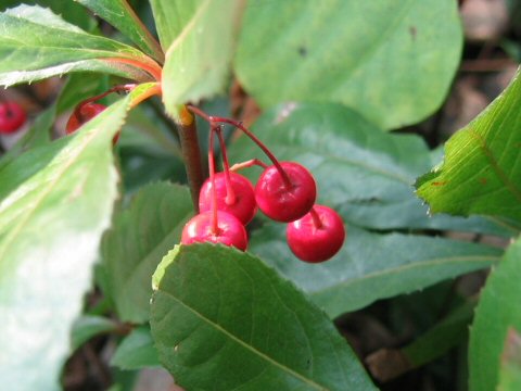 Ardisia japonica